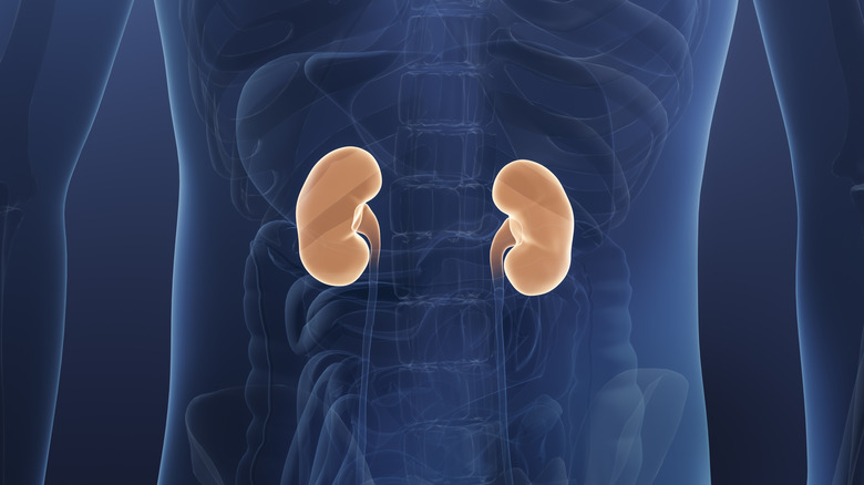 3D illustration of human kidneys inside the body.