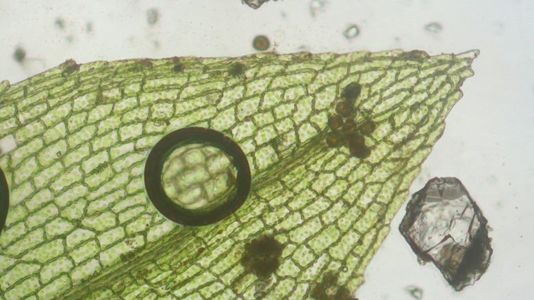 Microscopic image of bryophyta leaves