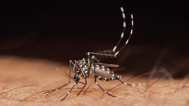 Mosquito feeding on a human's blood