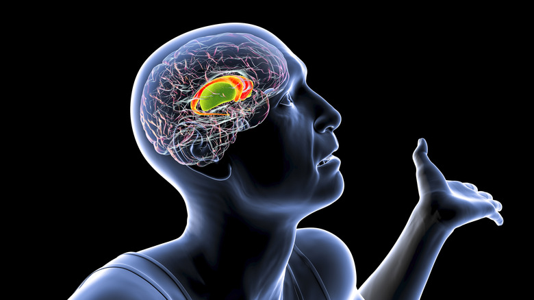 the location of the striatum in the human brain