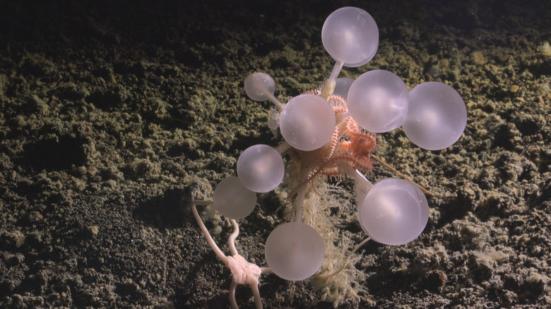 death ball sponge discovered at the bottom of the ocean