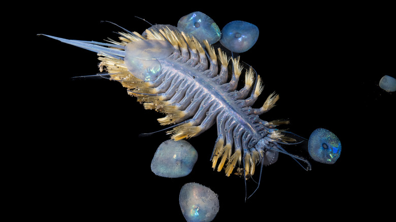 a new species of iridescent scale worm discovered at the bottom of the ocean