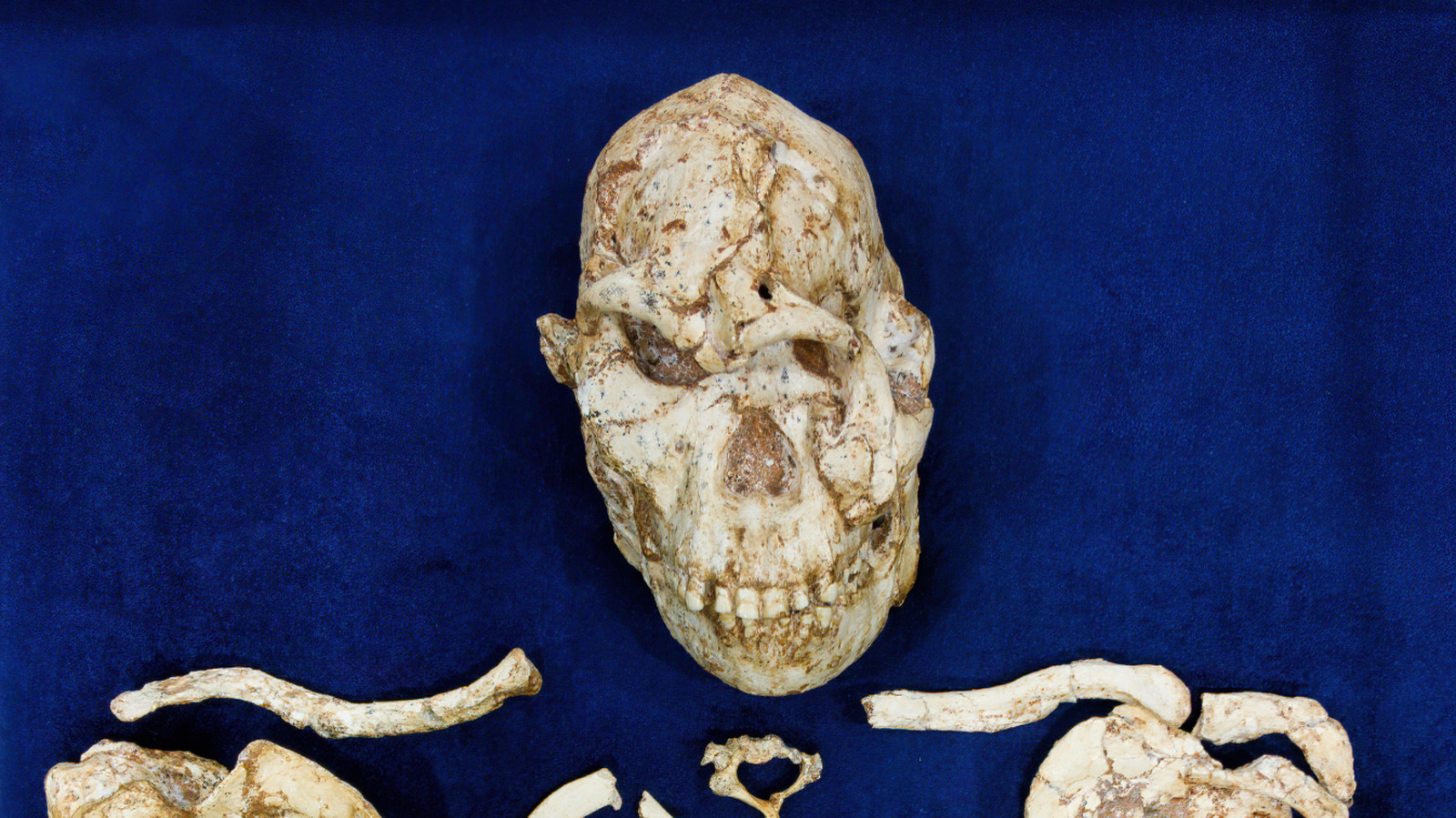 Scientists Have One Big Question After Reconstructing A 3.7 Million-Year-Old Face - bgr.com