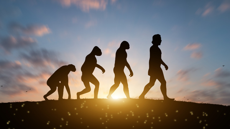 Illustration of human evolution from ancestors to modern humans