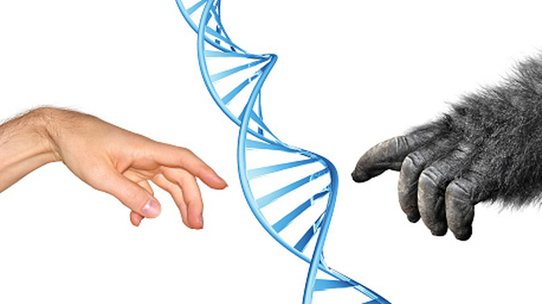 Human hand reaching to gorilla hand with DNA spiral in the middle