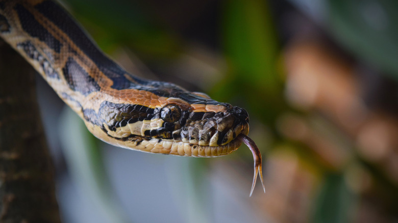 burmese python sticking tongue out