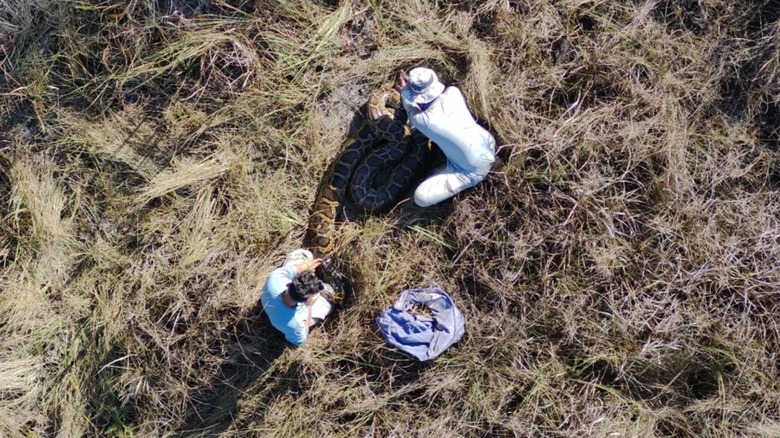 researchers tagging the 150-pound python