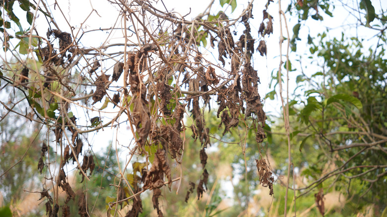 dried out, dead leaves on a tree