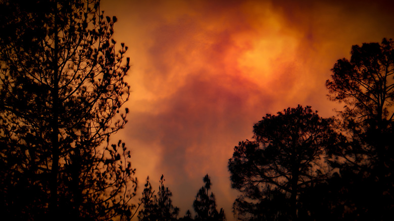 trees in foreground with wildfire burning in the background