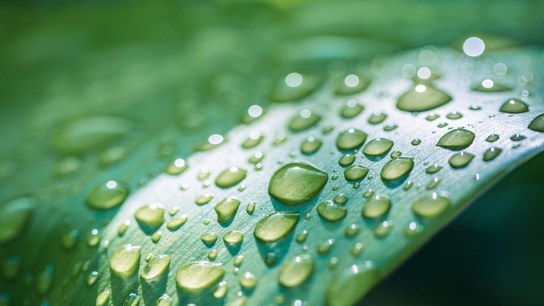 Water drops on a green leaf