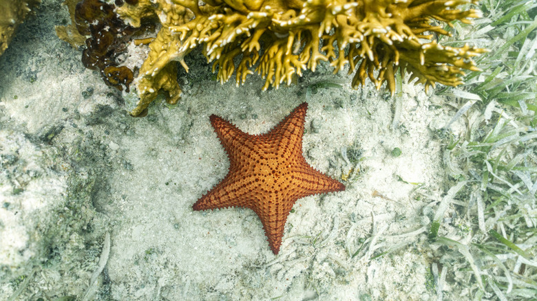 an orange sea star in the water by coral