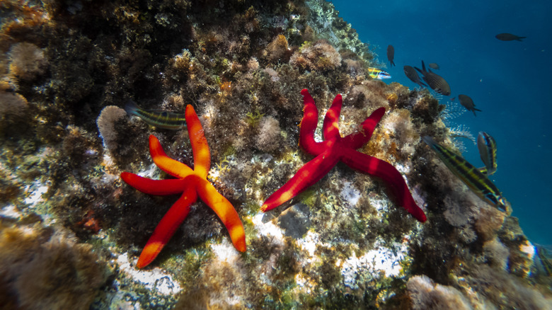 two sea stars on a coral rock underwater