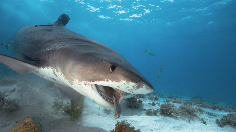 A tiger shark eating pieces of a fish for a meal underwater.