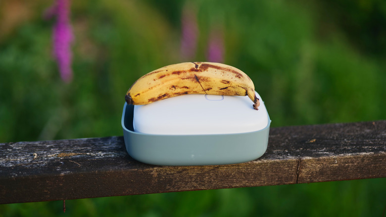 Vitesy Shelfy size compared to internationally recognized standard banana