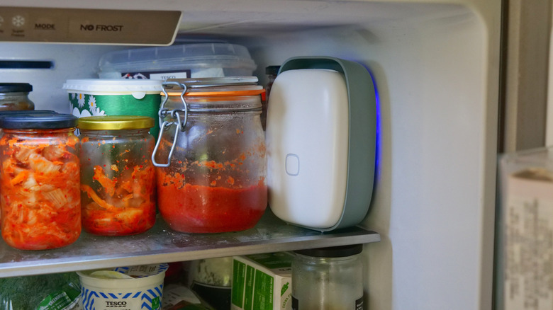 Shelfy sitting on the side of a fridge next to jar of fermenting spicy cabbage