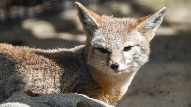 An endangered San Joaquin kit fox