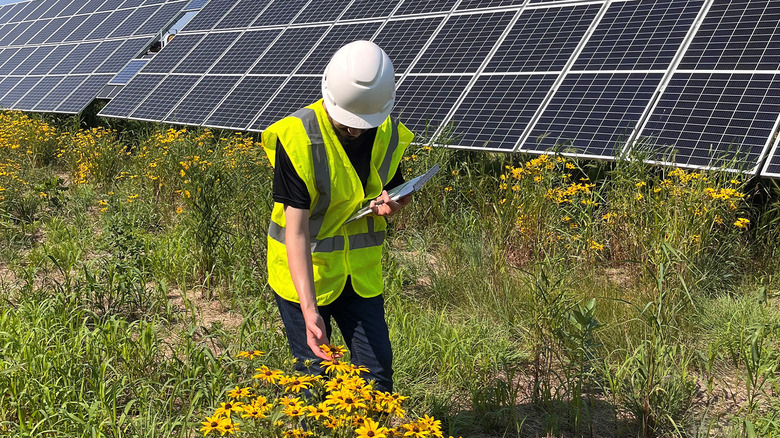 A scientist surveys for habitat benefits at a solar farm in southern Minnesota