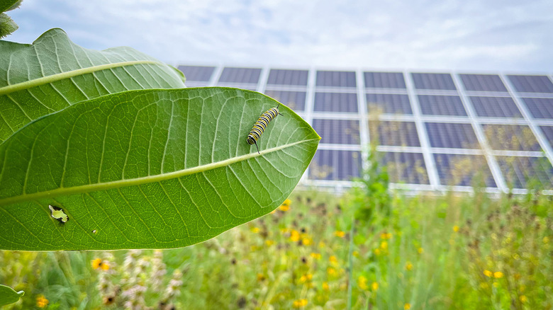 A monarch caterpillar on a leaf near a southern Minnesota solar farm