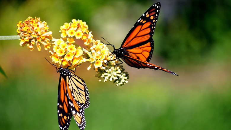 Two monarch butterflies on a flower