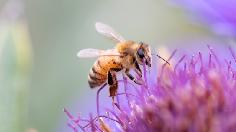 Close up of bee on flower