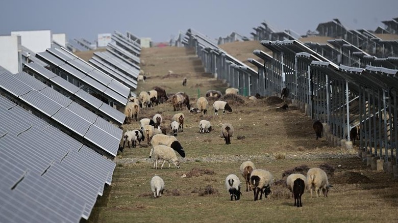 Sheep grazing between solar panels at a massive solar farm in Tibet
