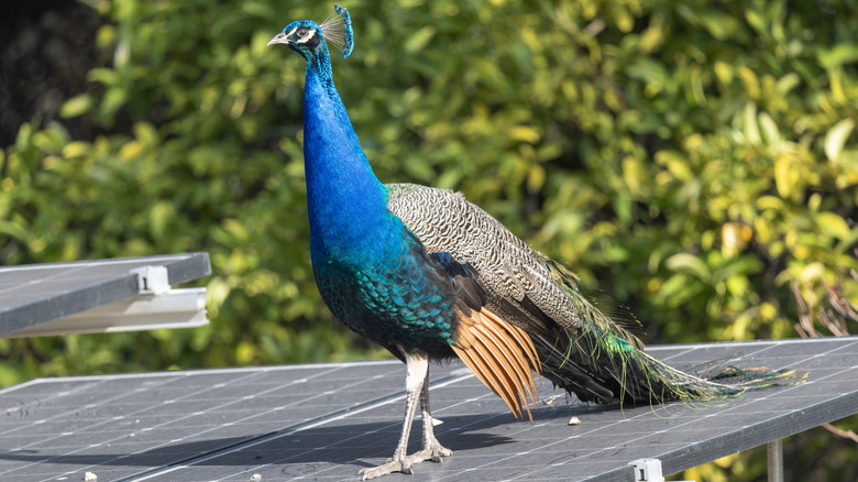 A wild bird perched on a solar panel