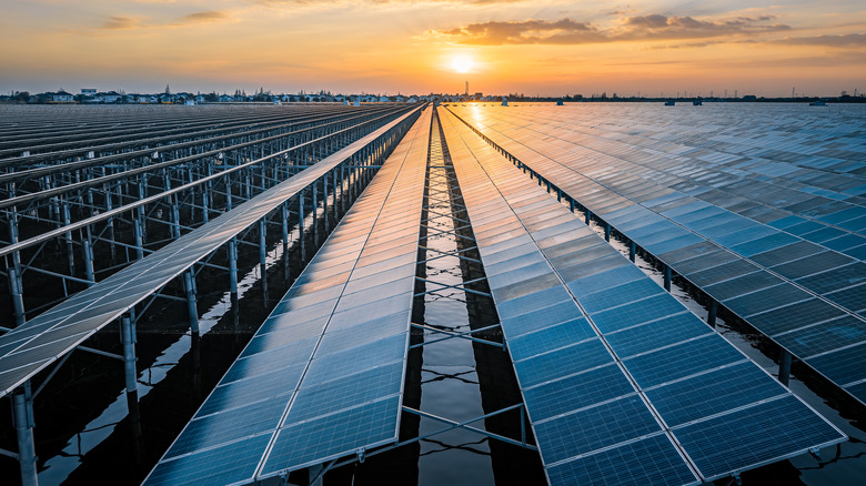 A solar panel plant at sunset