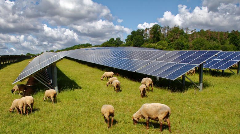 sheep grazing next to solar panels