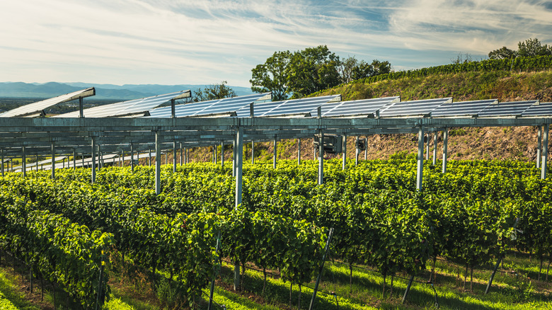 Agrivoltaic solar panels positioned above a crop farm