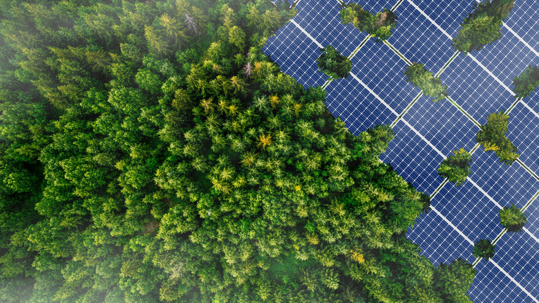solar panels encroaching on heavily forested area