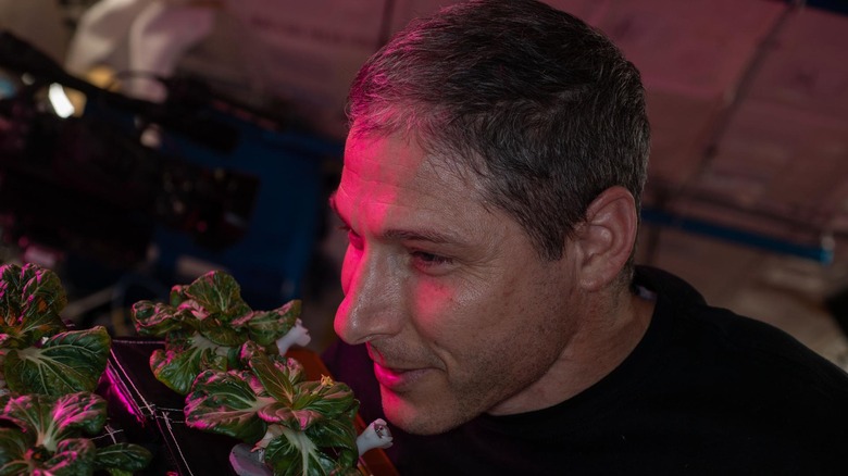Astronaut and Expedition 64 Flight Engineer Michael Hopkins of NASA smells Extra Dwarf Pak Choi plants growing aboard the International Space Station.