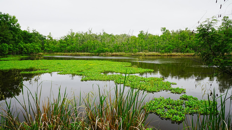 Marsh in Louisiana state park