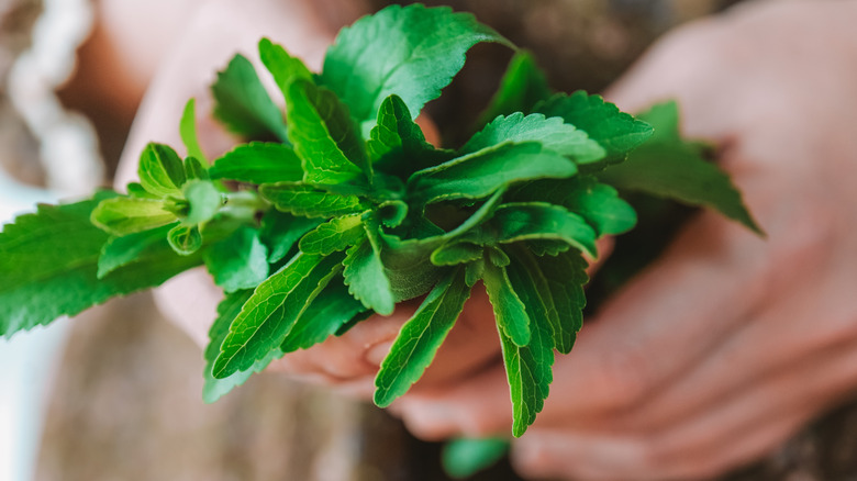 Hands cradling a bunch of stevia in plant form
