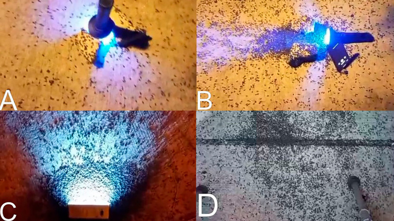 Ecologists set up experiments for unexpected streetlight behavior for woodlice in Israel