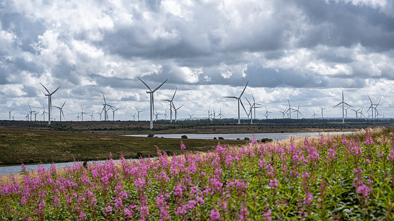 A field of pink flowers in front of a wind farm in Scotland
