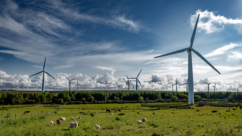 A wind farm in Scotland