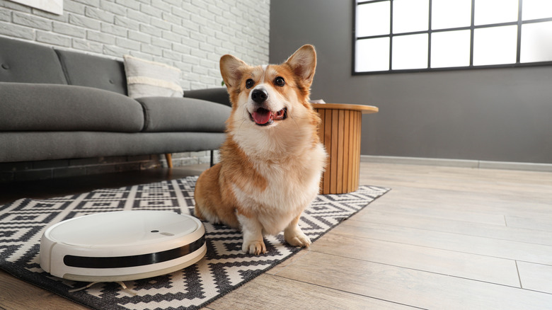 A robot vacuum on a carpet in the living room with a corgi sitting beside it.