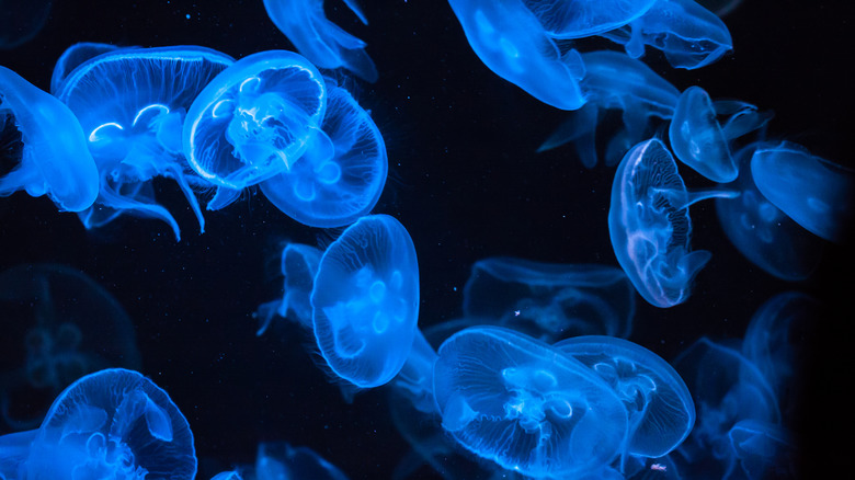 A bunch of glowing-blue jellyfish swimming in the dark sea.