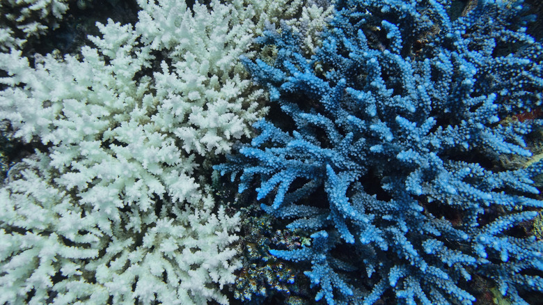 Bleached dead coral and healthy blue coral