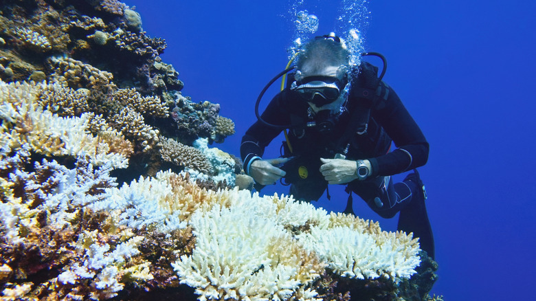 Diver checking coral bleaching