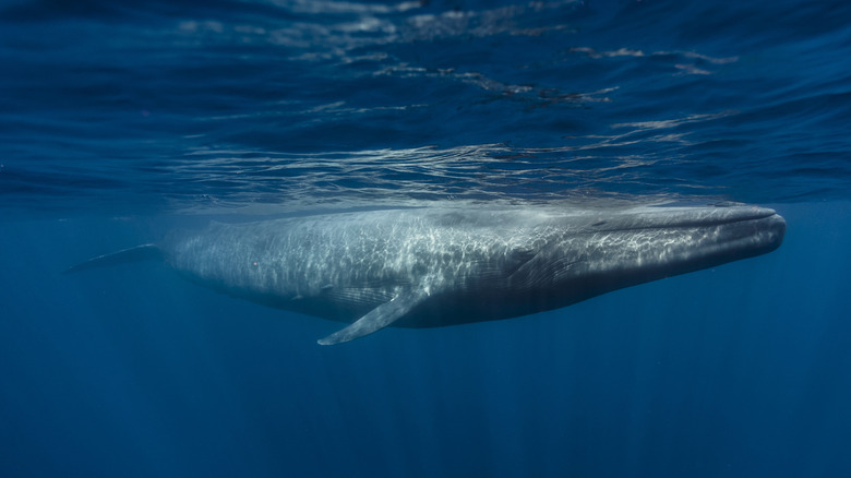 Photo of a blue whale right under the surface