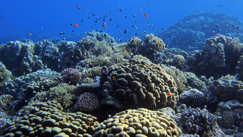 Pavona clavus coral underwater