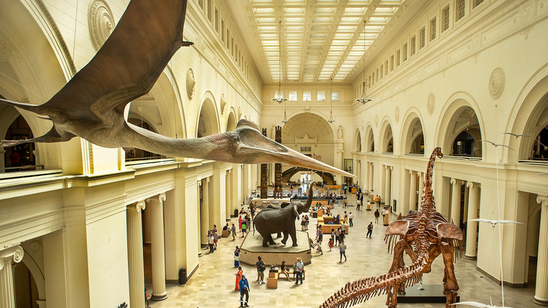 dinosaur fossils and models at the Field Museum in Chicago