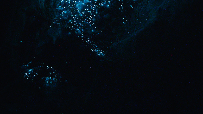Bioluminescence in the water