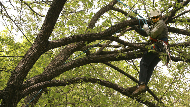 a worker in a forest searching for the invasive Asian longhorn beetle