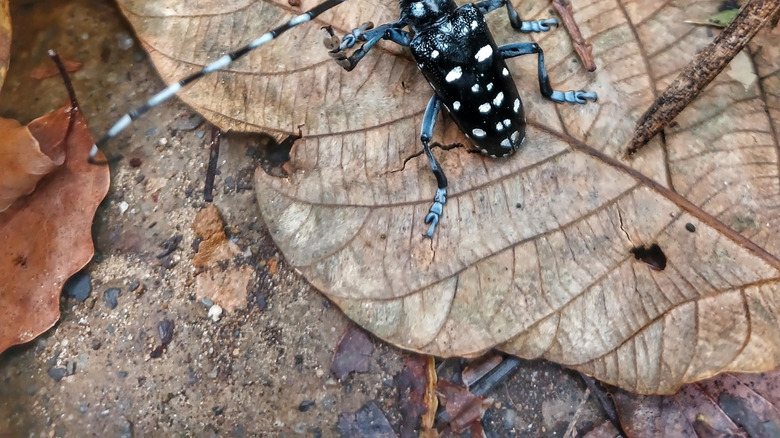 the Asian longhorn beetle on a leaf in the forest