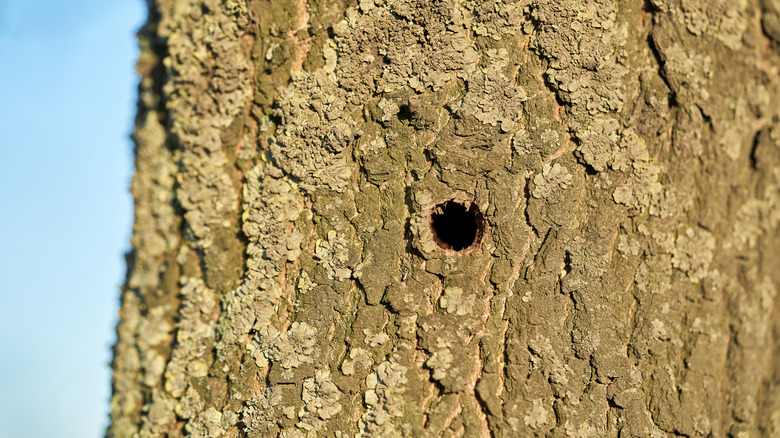 a hole in a tree caused by the invasive Asian longhorn beetle species