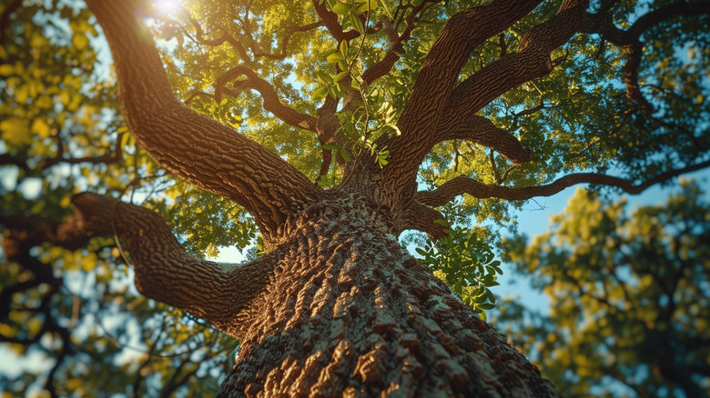 A down-angled shot of a tall tree with small areas of the sky peeking from between its branches
