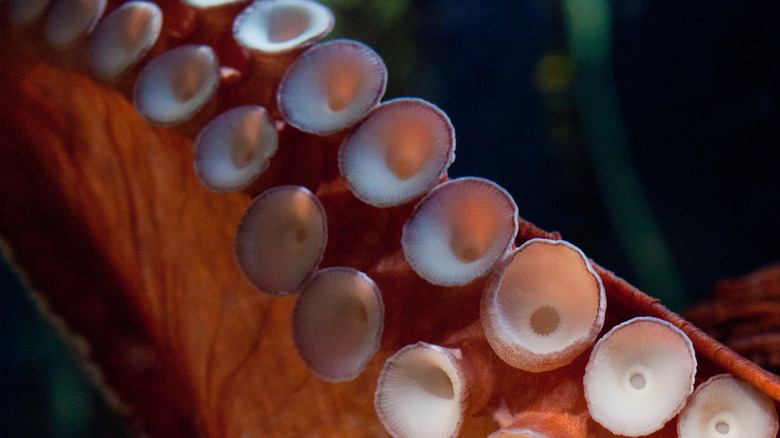 A close-up of a Common Octopus' suckers and tentacle.