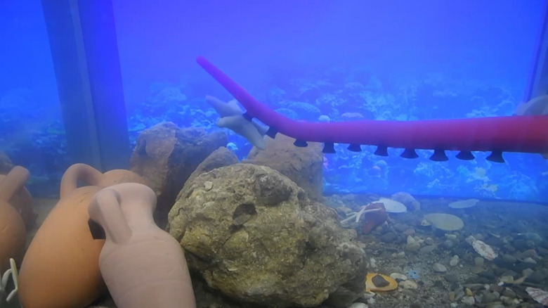 A red robotic tentacle suction cupped to a model starfish in a tank.